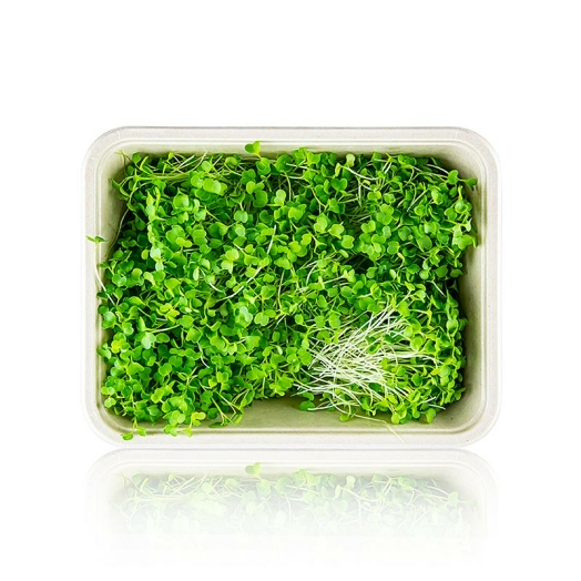 Brokkoli Microgreens ganz junge Blätter / Keimlinge, vollgepackt, 75 g