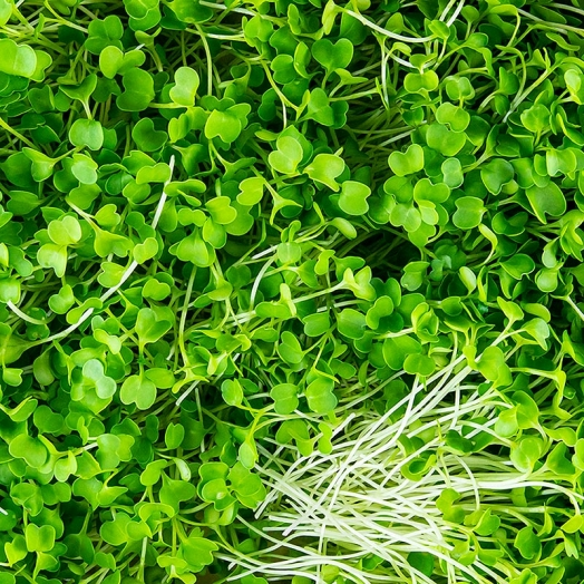 Brokkoli Microgreens ganz junge Blätter / Keimlinge, vollgepackt, 75 g