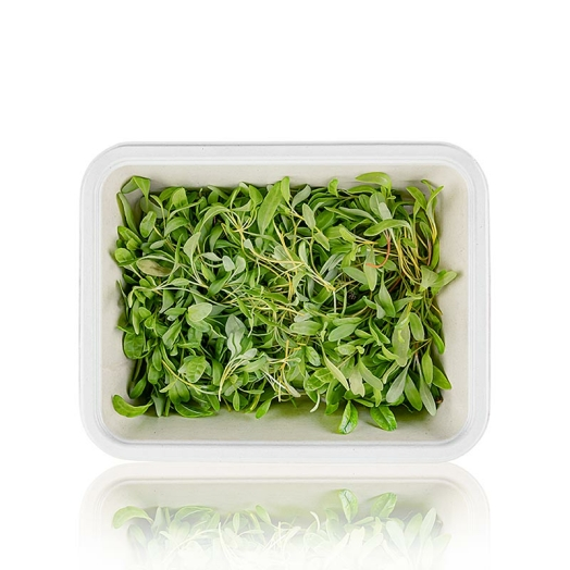 Gelbe Bete Microgreens ganz junge Blätter / Keimlinge, vollgepackt, 50 g