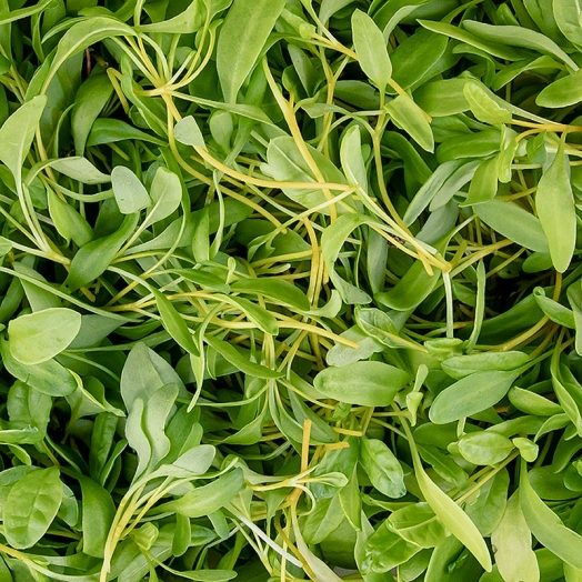 Gelbe Bete Microgreens ganz junge Blätter / Keimlinge, vollgepackt, 50 g