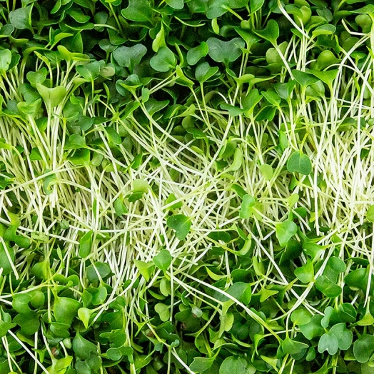 Grünkohl Microgreens ganz junge Blätter / Keimlinge, vollgepackt, 75 g