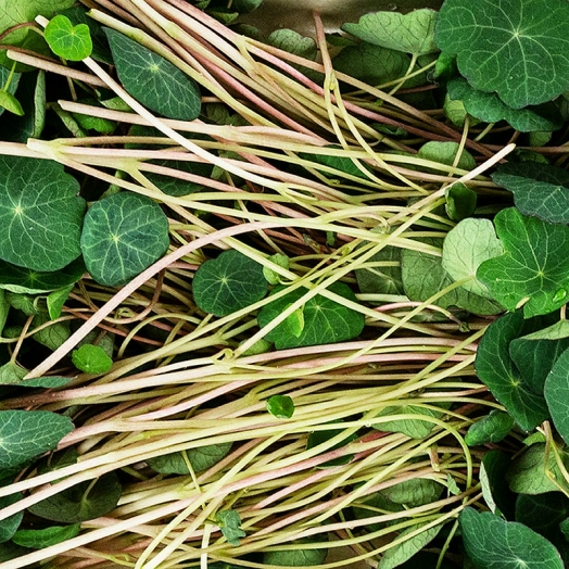 Kapuzinerkresse Microgreens ganz junge Blätter / Keimlinge, vollgepackt, 50 g