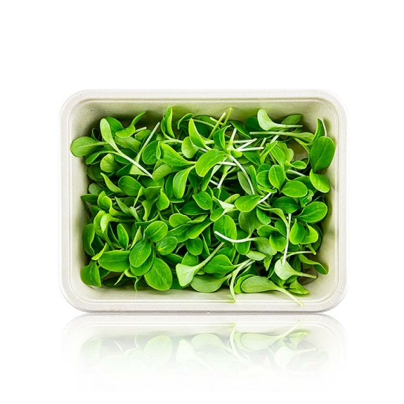 Borretsch "Gurkenkraut" Microgreens
					ganz junge Blätter / Keimlinge, vollgepackt, 50 g
				