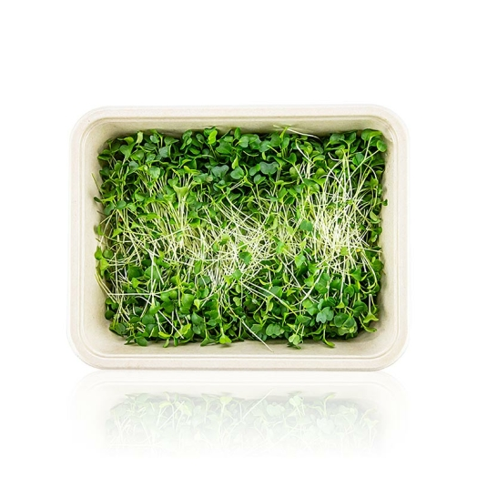 Grünkohl Microgreens ganz junge Blätter / Keimlinge, vollgepackt, 75 g