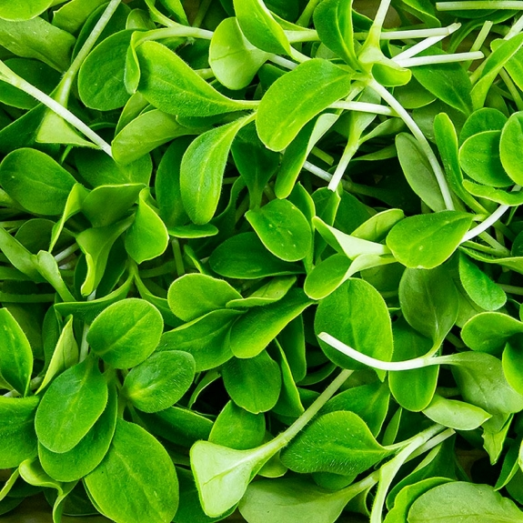 Borretsch "Gurkenkraut" Microgreens
					ganz junge Blätter / Keimlinge, vollgepackt, 50 g
				