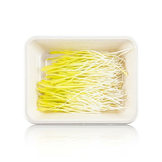 Mais Microgreens ganz junge Blätter / Keimlinge, vollgepackt, 50 g