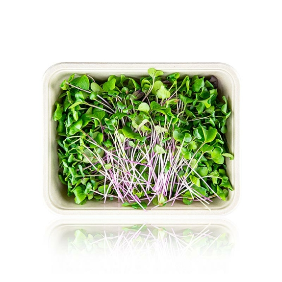 Radieschen Grün Microgreens
					ganz junge Blätter / Keimlinge, vollgepackt, 100 g
				