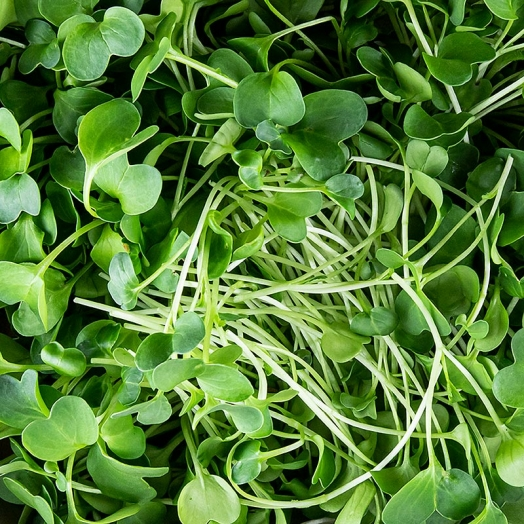 Rettich Microgreens ganz junge Blätter / Keimlinge, vollgepackt, 100 g