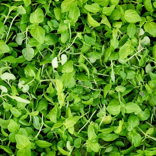 Shiso Microgreens ganz junge Blätter / Sprossen, vollgepackt, 25 g