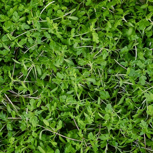 Tagete Lemon Microgreens ganz junge Blätter / Sprossen, vollgepackt, 25 g