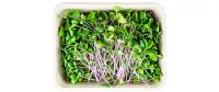 Microgreens