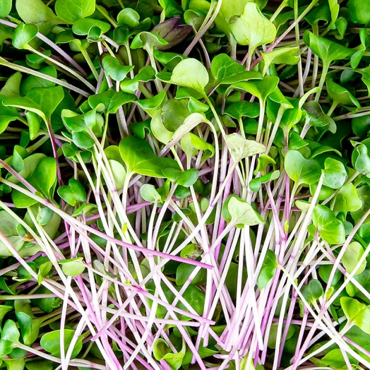 Radieschen Grün Microgreens ganz junge Blätter / Keimlinge, vollgepackt, 100 g