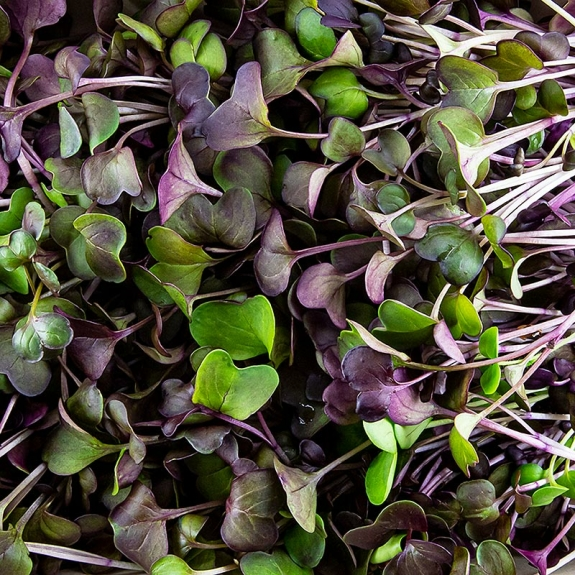 Radieschen Rot Microgreens
					ganz junge Blätter / Keimlinge, vollgepackt, 100 g
				