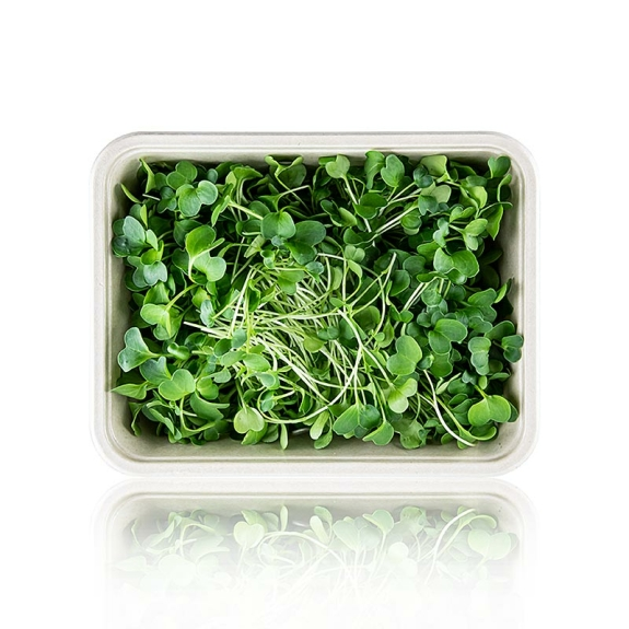 Rettich Microgreens
					ganz junge Blätter / Keimlinge, vollgepackt, 100 g
				