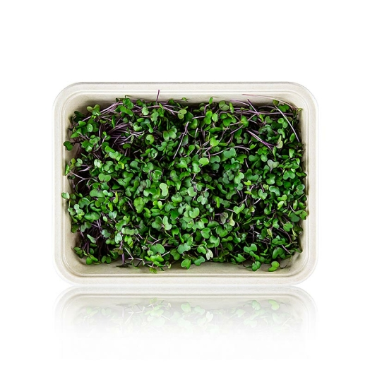 Rotkohl Microgreens ganz junge Blätter / Keimlinge, vollgepackt, 75 g