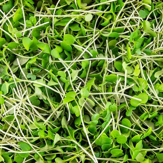 Senf Microgreens ganz junge Blätter / Keimlinge, vollgepackt, 75 g