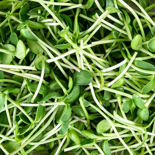 Sonnenblume Microgreens ganz junge Blätter / Keimlinge, vollgepackt, 100 g