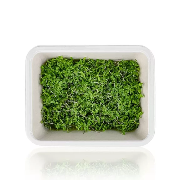 Tagete Lemon Microgreens
					ganz junge Blätter / Sprossen, vollgepackt, 25 g
				